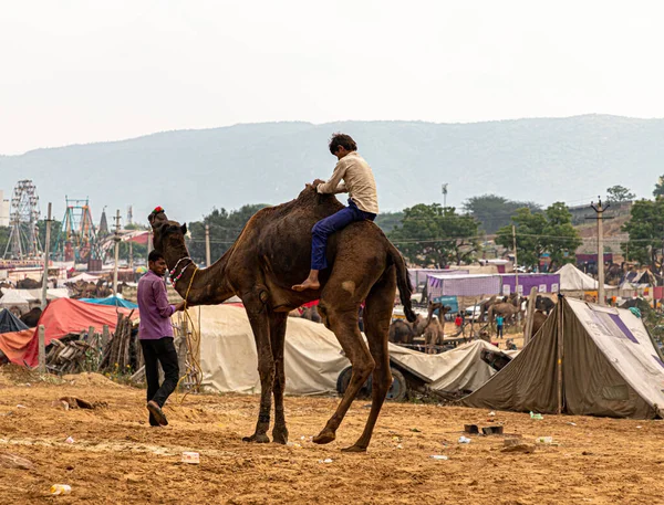 Tanımlanamayan Bir Rajasthani Deve Binicisi Deve Yolculuğunun Tadını Çıkarıyordu Konuya — Stok fotoğraf