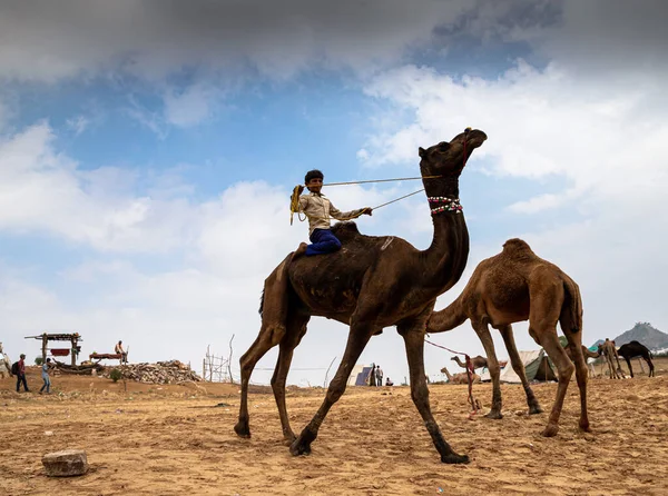 Tanımlanamayan Bir Rajasthani Deve Binicisi Deve Yolculuğunun Tadını Çıkarıyordu Konuya — Stok fotoğraf