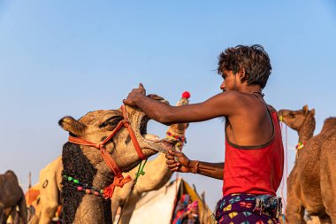 Genç bir devenin burnunu deldikten sonra deve, devenin burnuna su koydu..