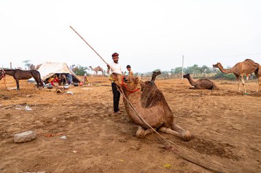 Bir cameleer devesini Stick 'ten yeniyor. Turist gezisi Pulkar mela' yı ziyaret ediyor..