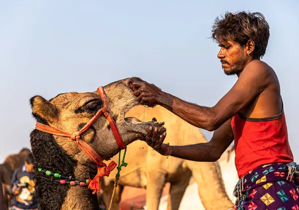 Nachdem Sie Einem Jungen Kamel Die Nase Durchbohrt Hatten Setzten — Stockfoto