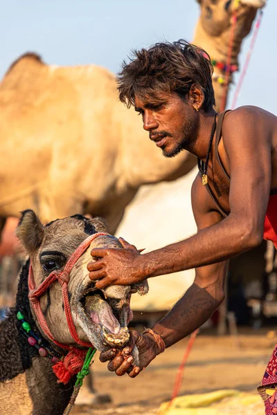 Nachdem Sie Einem Jungen Kamel Die Nase Durchbohrt Hatten Setzten — Stockfoto