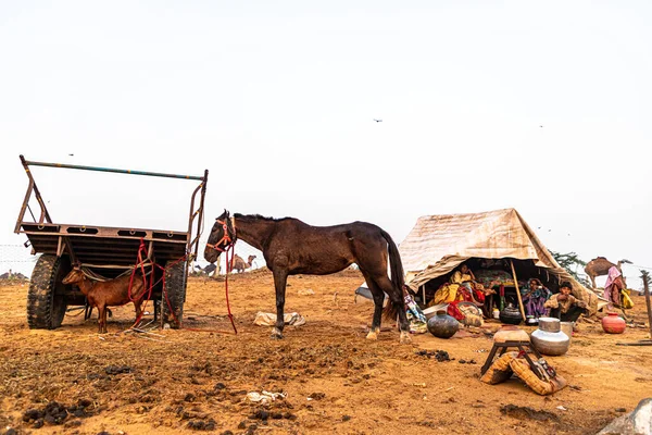 Göçebe Bir Ailenin Atı Keçisi Turist Ziyaret Ediyor — Stok fotoğraf