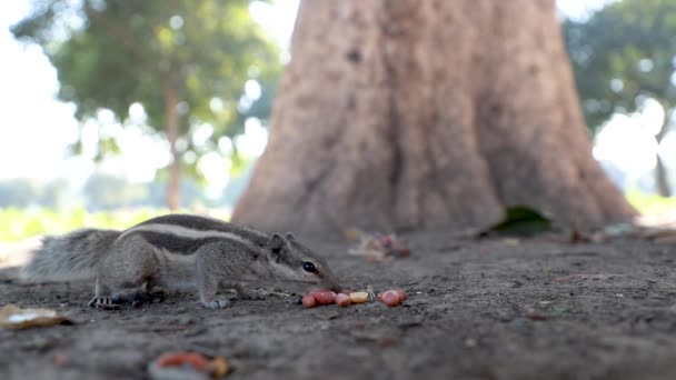 Primer Plano Ardilla Palma India Comiendo Cacahuetes Del Suelo — Vídeos de Stock