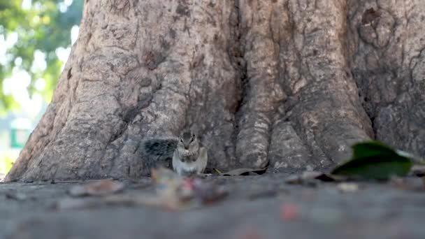 Close Van Indiase Palmeekhoorn Die Pinda Uit Grond Eet — Stockvideo