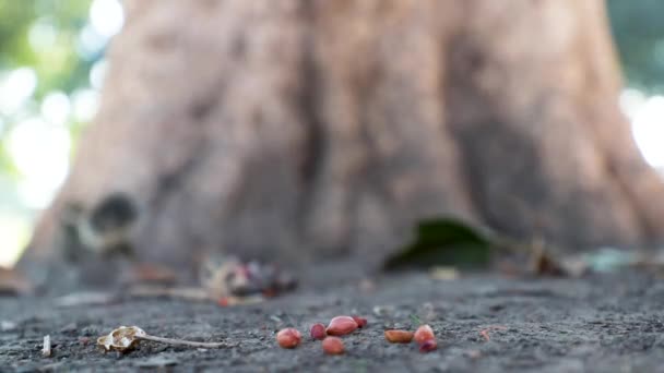 Primer Plano Ardilla Palma India Comiendo Cacahuetes Del Suelo — Vídeos de Stock