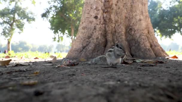 Nahaufnahme Des Indischen Palmenhörnchens Das Erdnüsse Aus Dem Boden Frisst — Stockvideo