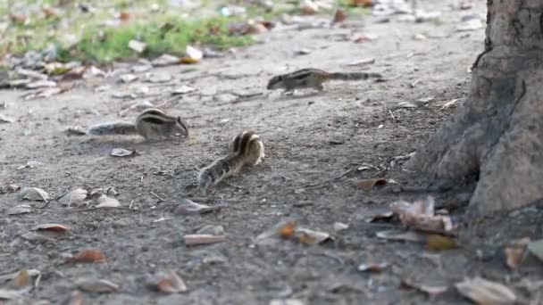 Primer Plano Ardilla Palma India Comiendo Cacahuetes Del Suelo — Vídeo de stock