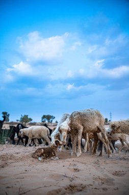 Koyun koyunu ya da keçi, Hindistan 'ın thar çölünde doğduktan sonra kuzusunu yalıyor. Konuya özen gösterip gürültü ve tahıl ekliyor..