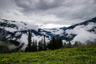 Himachal Pradesh 'teki bulutların büyüleyici görüntüsü, taze yeşil çayırlar çiçek açıyor..