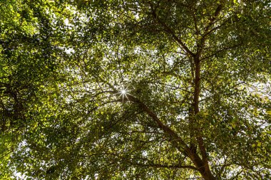 Güneş ışığı, ağaç gövdelerinin arasından süzülür. Güneşli yeşil ağaçların yaprakları..