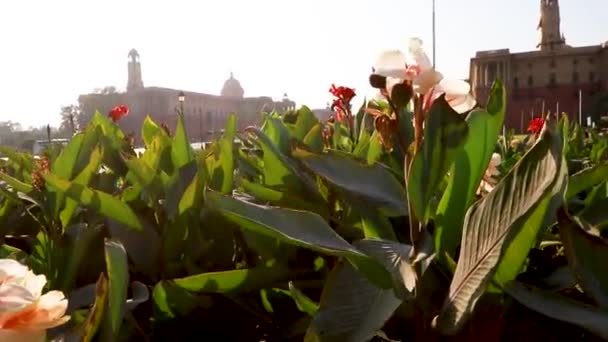 Tulipan Ogród Pobliżu Rashtrapati Bhawan Delhi Indie — Wideo stockowe
