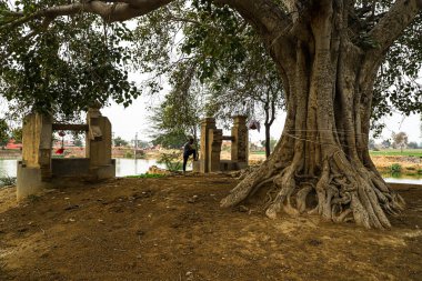 Rajasthan köyündeki göletin yakınındaki antik bir ağaç ve su kuyusu..