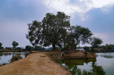 Rajasthan köyündeki göletin yakınındaki antik bir ağaç ve su kuyusu..