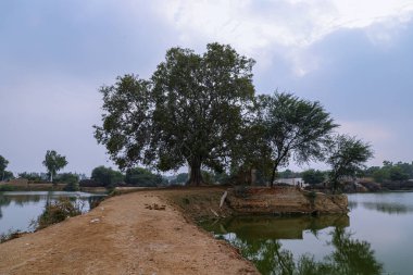 Rajasthan köyündeki göletin yakınındaki antik bir ağaç ve su kuyusu..