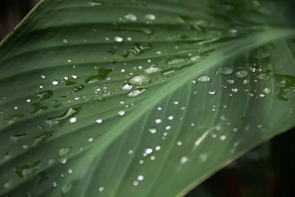 Transparent Rain Water Green Leaf Canna Plant Close Photo Heavy — Stock Photo, Image