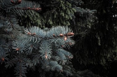 Genç kozalaklarla dalda mavi ladin iğneleri. seçili odak. ses tonlu