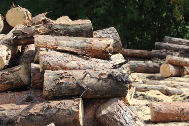 Kesilmiş çam kütükleri bir yığın yakın planda yatıyor. 