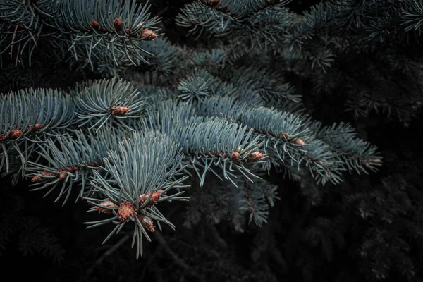 Genç kozalaklarla dalda mavi ladin iğneleri. seçili odak. ses tonlu