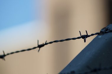 Champ de maïs à la récolte