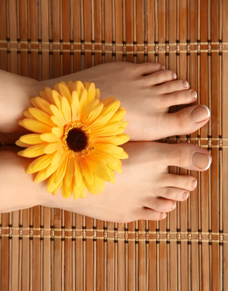 Care for beautiful woman legs with flower — Stock Photo, Image