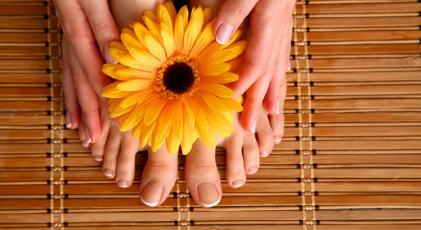 Pflege für schöne Frauenbeine mit Blume — Stockfoto