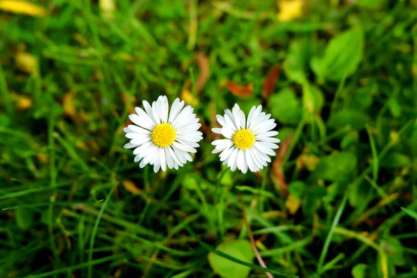 Two Beautiful Detailed Blooming Daisies — Stock Photo, Image