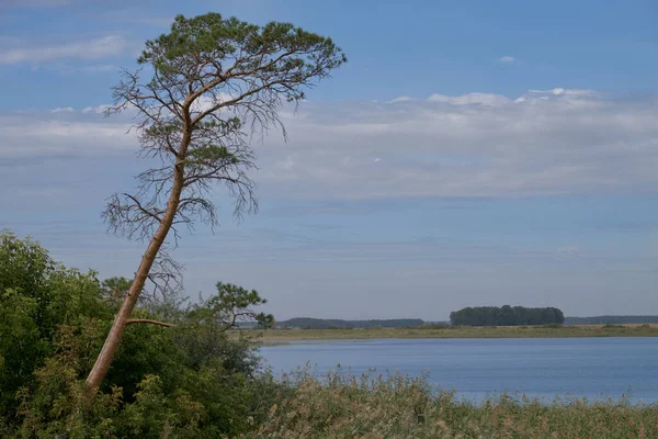 Μοναχικό Δέντρο Κοντά Στη Λίμνη — Φωτογραφία Αρχείου