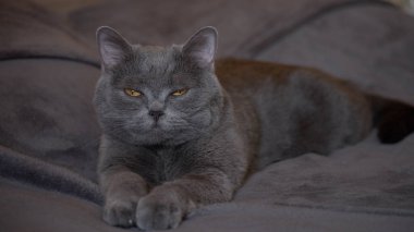 Gri arka planda gri kedi