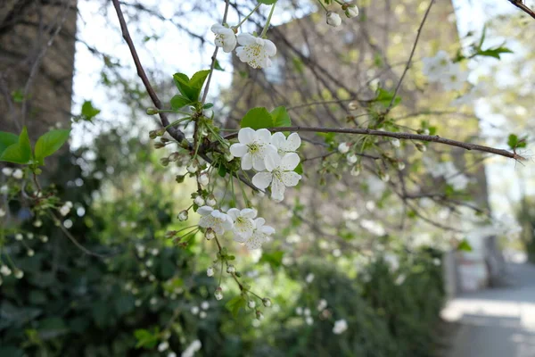 Ветвь Цветущей Яблони — стоковое фото