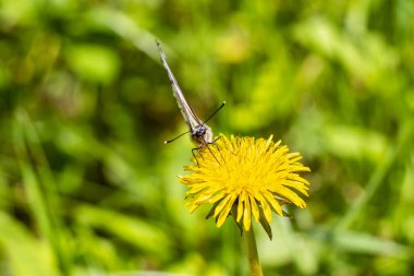 Aydınlık bir bahar günü, beyaz bir lahana kelebeği sarı tüylü bir karahindibanın üzerinde oturur. 