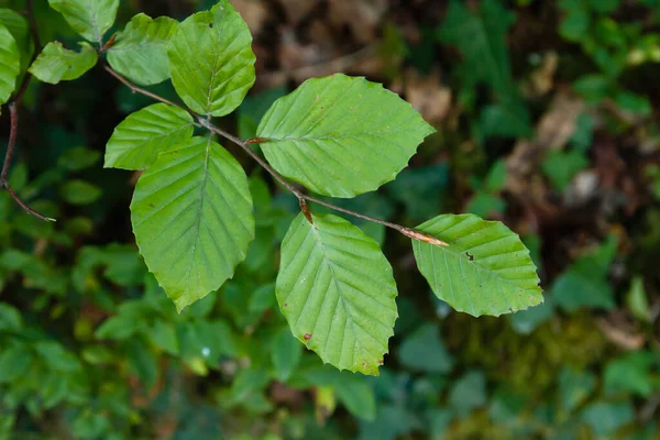 Fagus Sylvatica Feuilles Caduques Vert Arbre Gros Plan — Photo