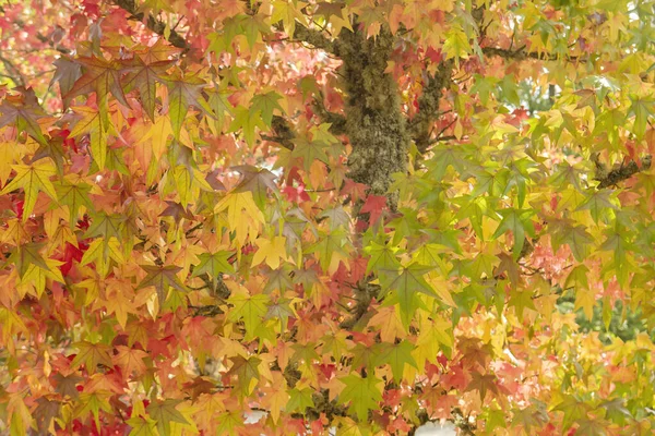 Liquidambar Árvore Com Folhagem Colorida Outonal — Fotografia de Stock