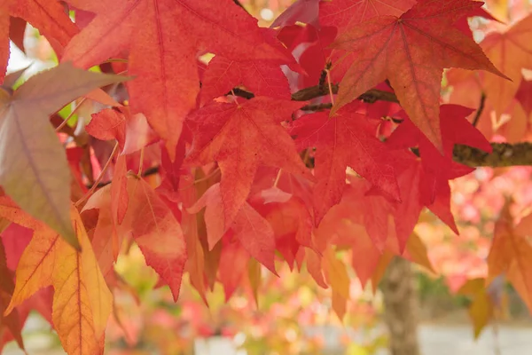 Detail Van Liquidambar Boom Rood Loofblad Herfst — Stockfoto