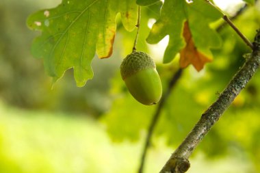 Quercus robur ya da meşe palamudu. Yaklaş.