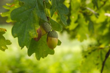 Quercus robur veya meşe ağacı yeşil yapraklar ve meşe palamutları 