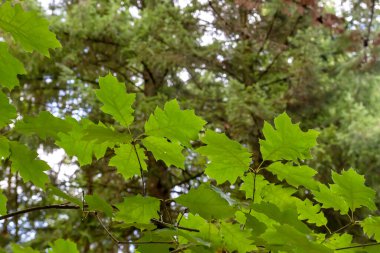 Quercus rubra yeşil yapraklı yeşillik 