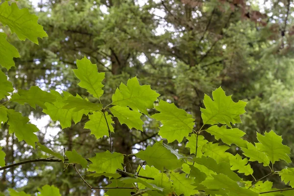 Quercus Rubra Verde Folha Caduca — Fotografia de Stock