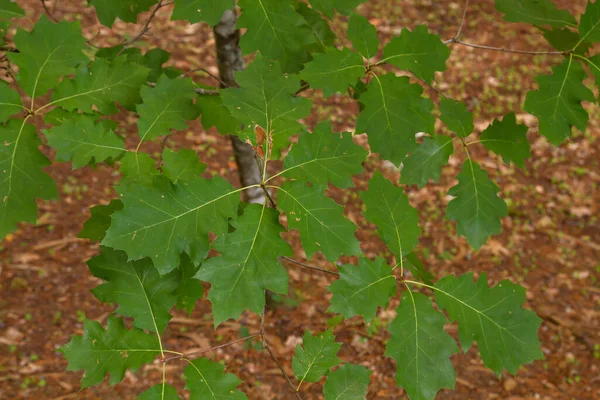 Quercus Rubra Yeşili Yeşillik Stok Fotoğrafı — Stok fotoğraf