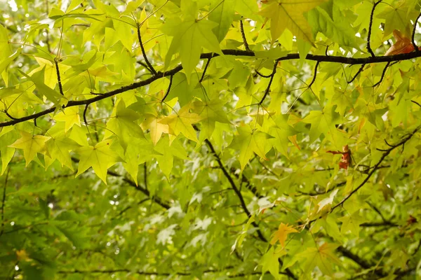 Liquidambar Styraciflua Strom Zelené Listí — Stock fotografie