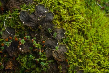 Peltigera canina, yeşil orman yosunlarında büyüyen köpek yosunu. 