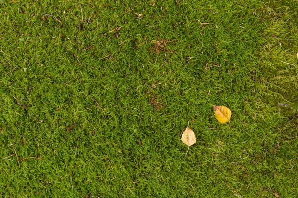 Abedul Hojas Caídas Musgo Bosque Verde — Foto de Stock