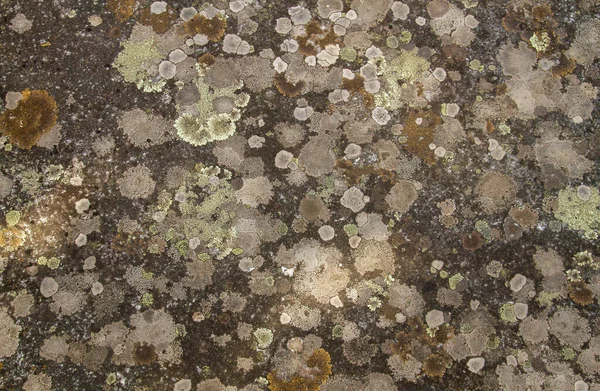 Lichens Rostoucí Kamenném Povrchu — Stock fotografie