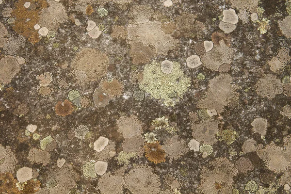 Lichens Rostoucí Zdi — Stock fotografie