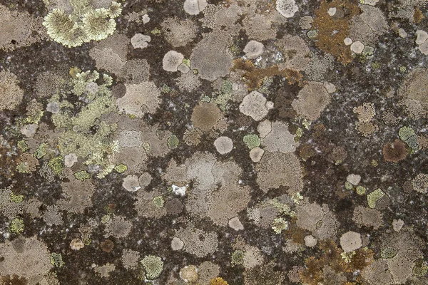 Lichens Growing Stone Surface — Stock Photo, Image