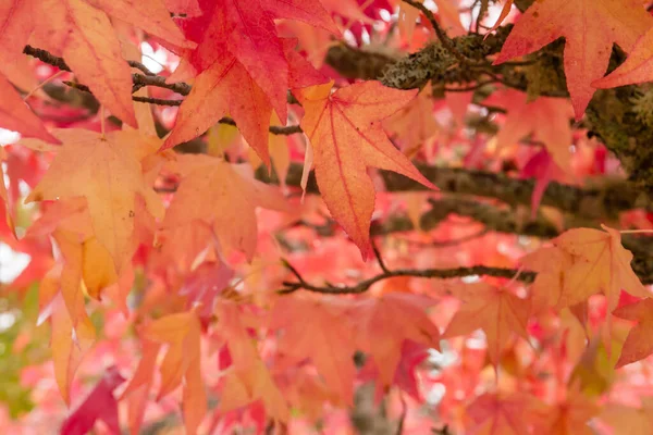 Árbol Liquidambar Follaje Caducifolio Otoñal Rojo —  Fotos de Stock