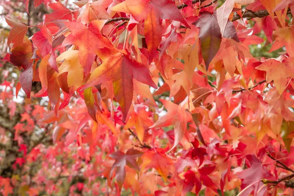 Liquidambar Tree Red Autumnal Deciduous Foliage — Stock Photo, Image