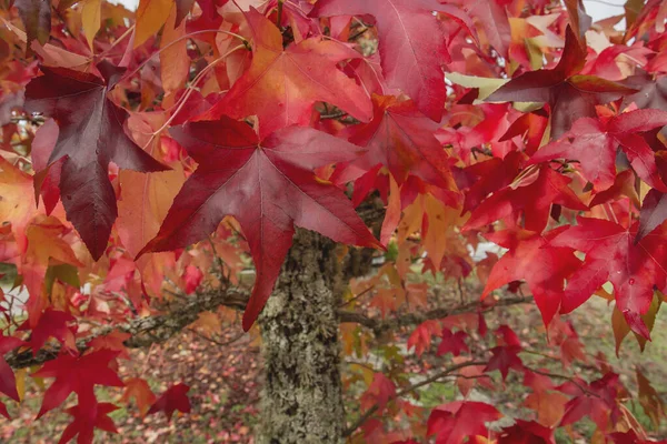 Liquidambar Listnatý Strom Červené Podzimní Listí — Stock fotografie