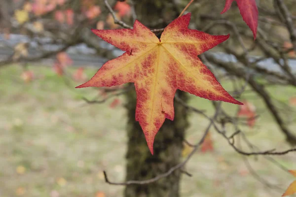 Liquidambar Strom Barevné Podzimní List — Stock fotografie