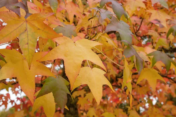 Liquidambar Strom Barevné Podzimní Listí — Stock fotografie